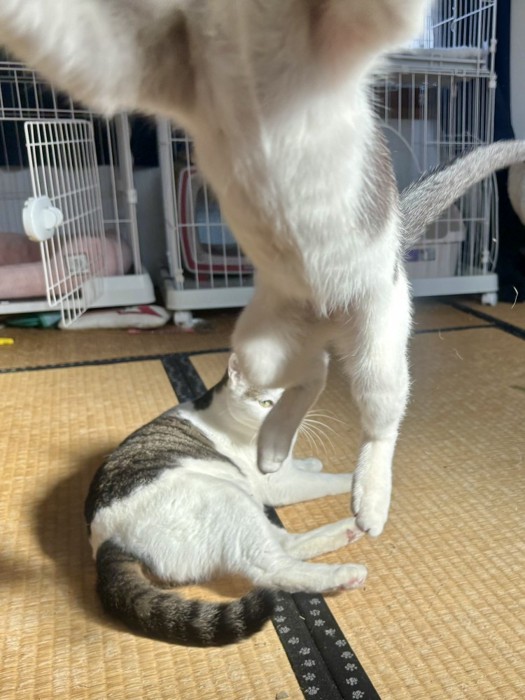 カメラに飛びついてきている猫の胴体