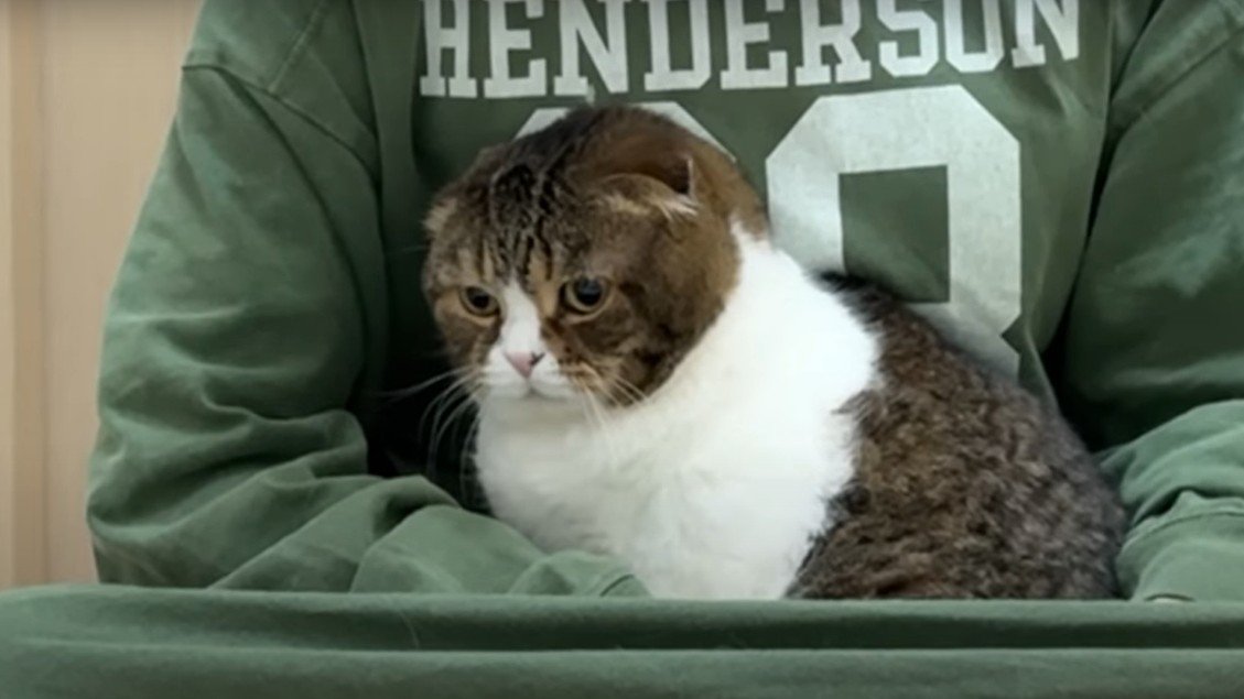 抱っこされている猫