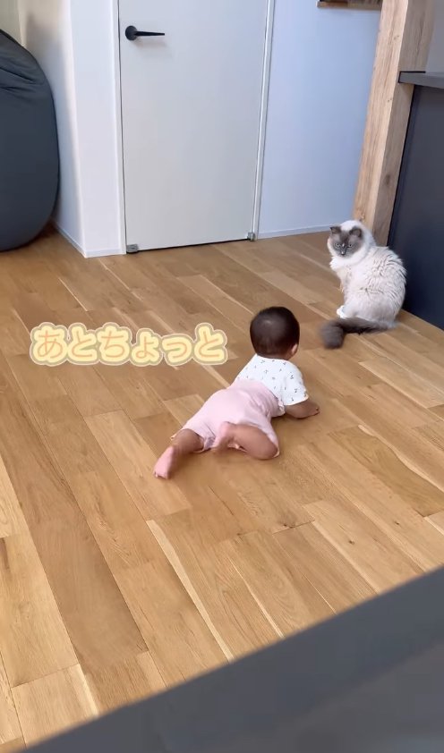 長毛猫にハイハイで近づく赤ちゃん