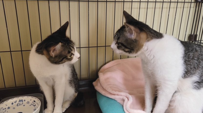 向かい合う2匹の子猫