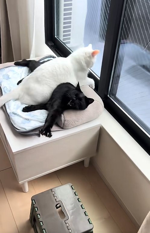 右前足を伸ばしている黒猫の上に乗って外を見る白猫