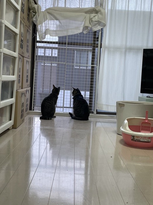 窓から外を眺める2匹の猫