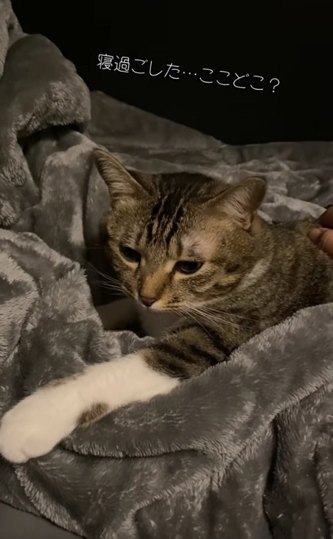 左前足だけを伸ばしている猫（字幕あり）