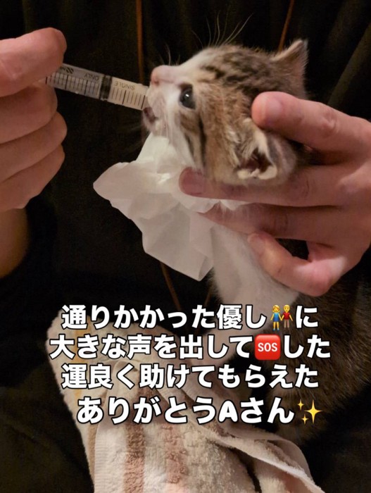 シリンジでミルクを飲む子猫