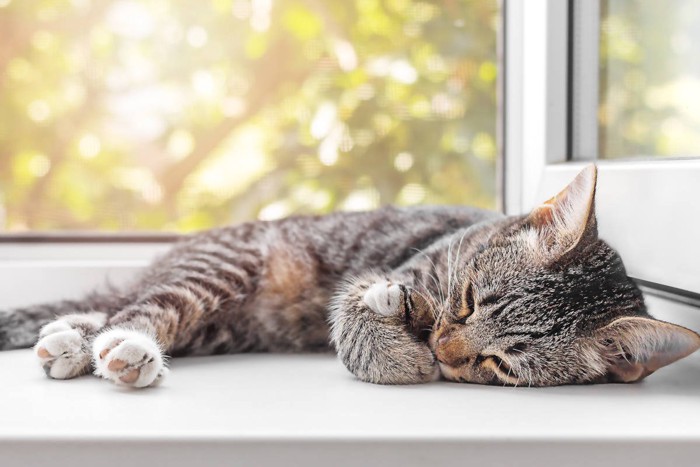 窓辺で横になる子猫