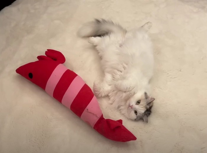 エビくんを見ているつくしちゃん