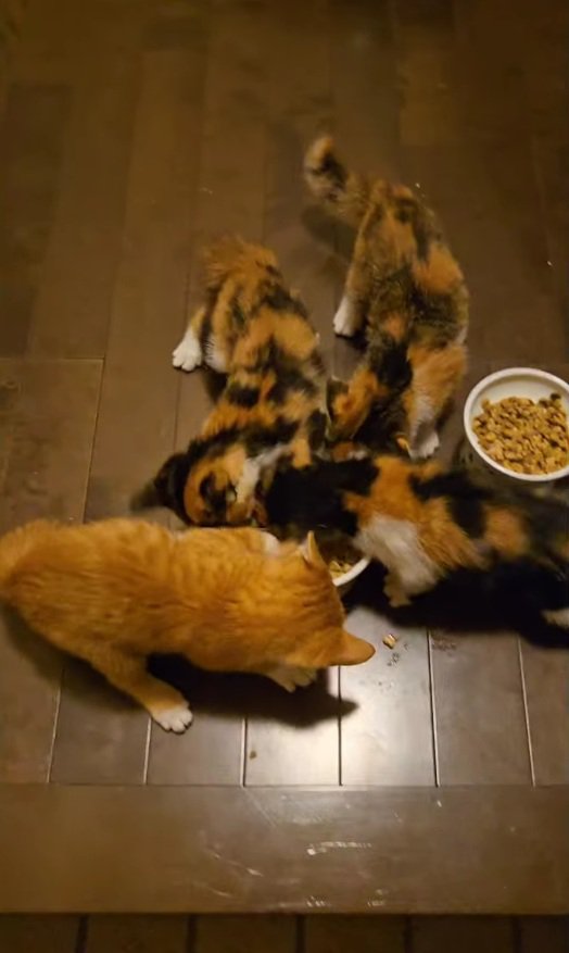 ご飯を争う4匹の子猫