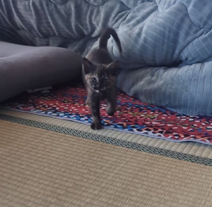 飼い主のほうに歩いてくる子猫