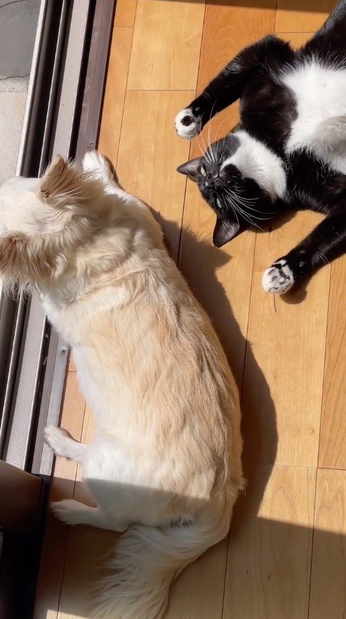 仰向けになって飼い主に視線を向ける猫