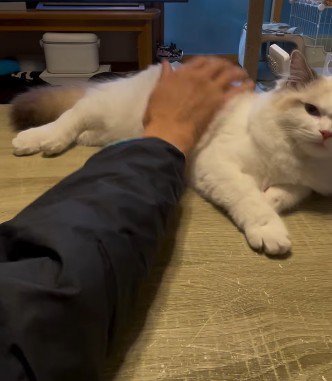 猫の体をさわろうとする飼い主