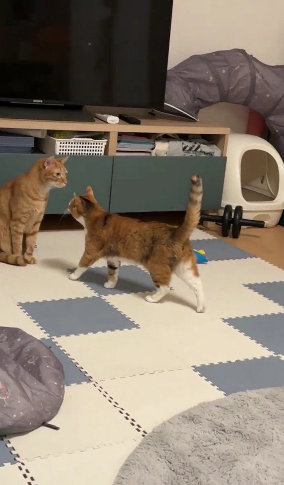 にゃん太くんに近づくきなこちゃん