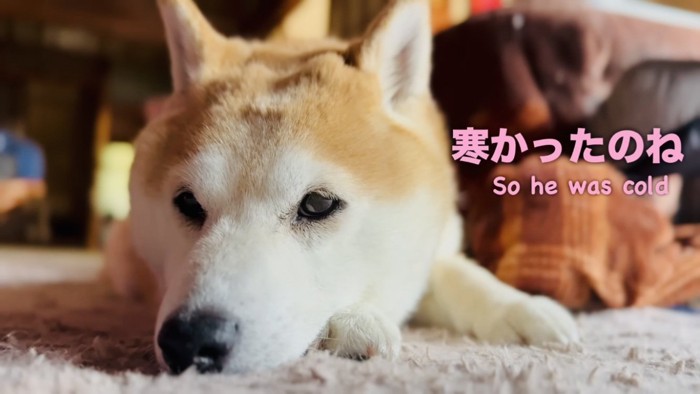 こたつに入った黒猫の方を見る柴犬