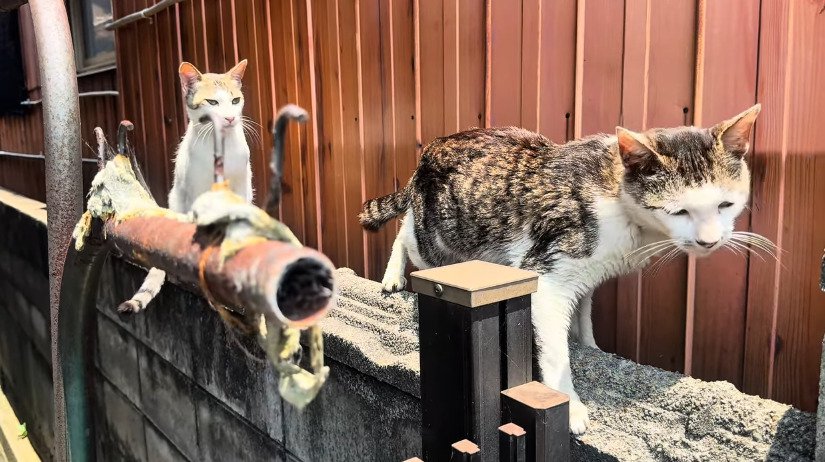 塀の上にいる2匹の猫