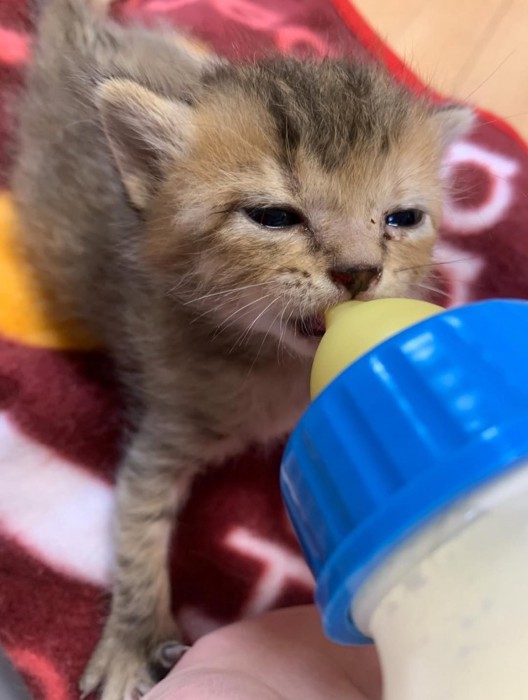 ミルクを飲む子猫