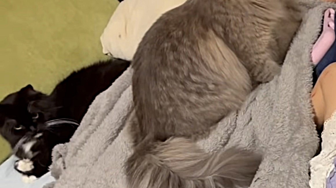 香箱座りで睨むような黒白猫