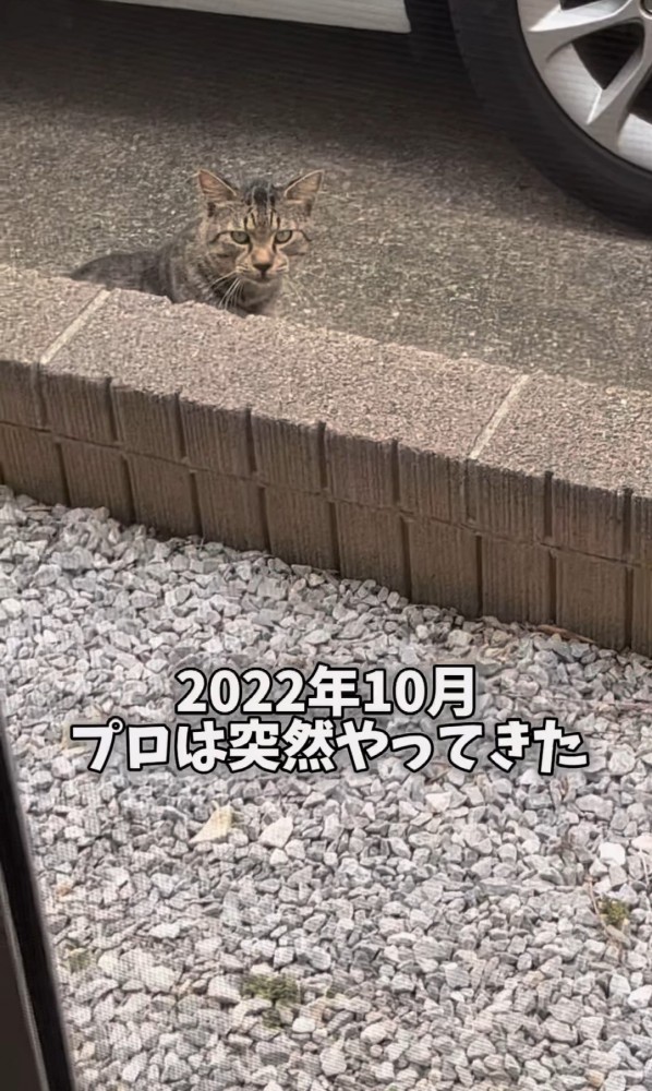 家の中を伺う猫