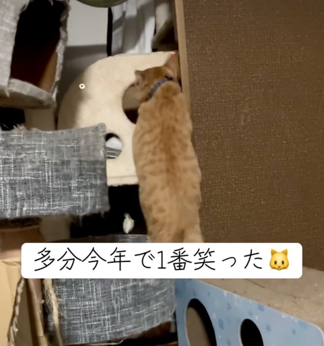 諦めた猫