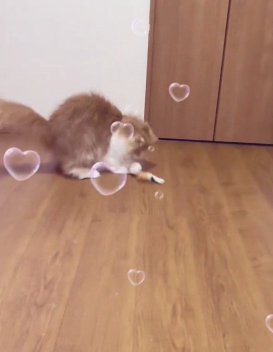 おもちゃを掴む猫