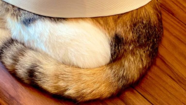 カーテン裏の猫