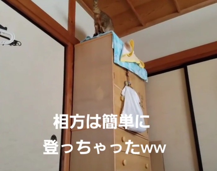 タンスに登るリラちゃん