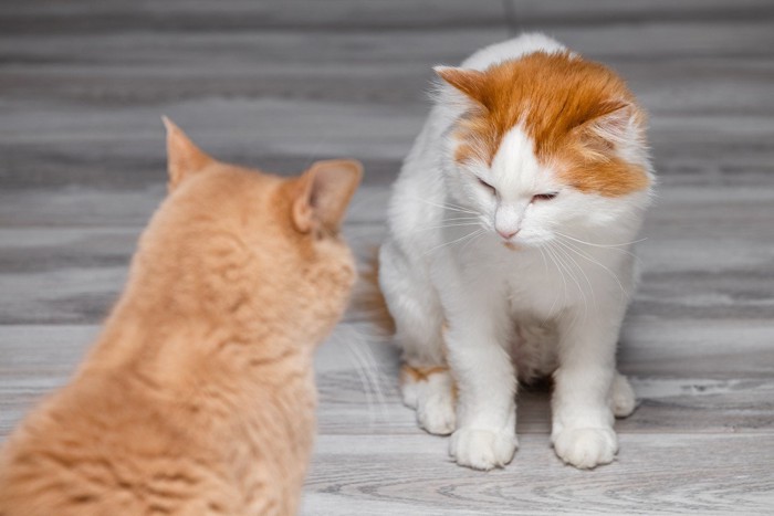 猫に怒られている猫