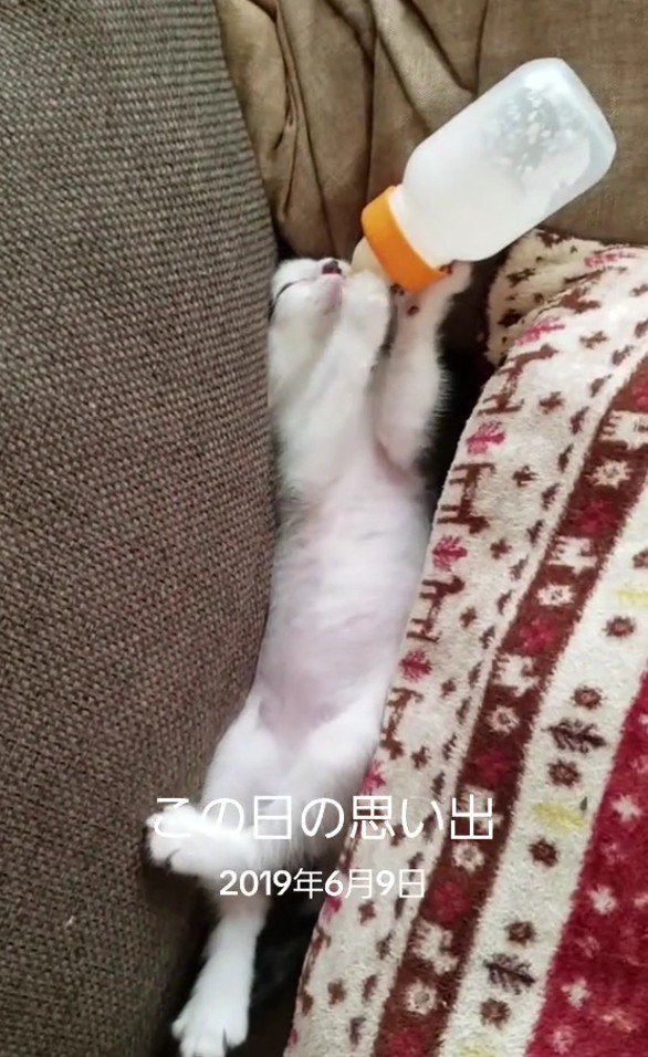 ミルクを飲むマロンちゃん