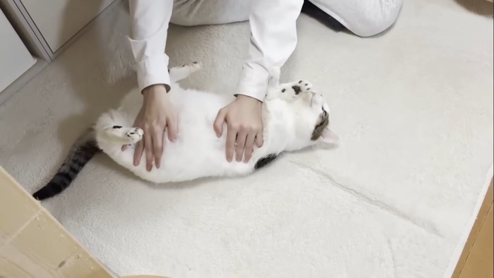 お腹をこねこね