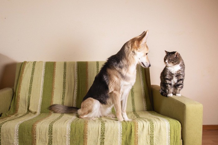 犬と猫