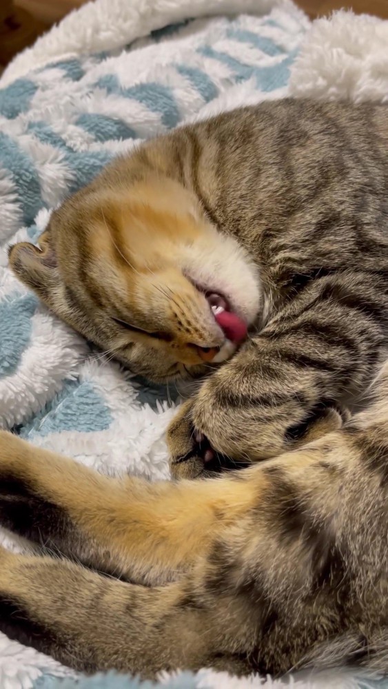 寝ているキジトラ猫