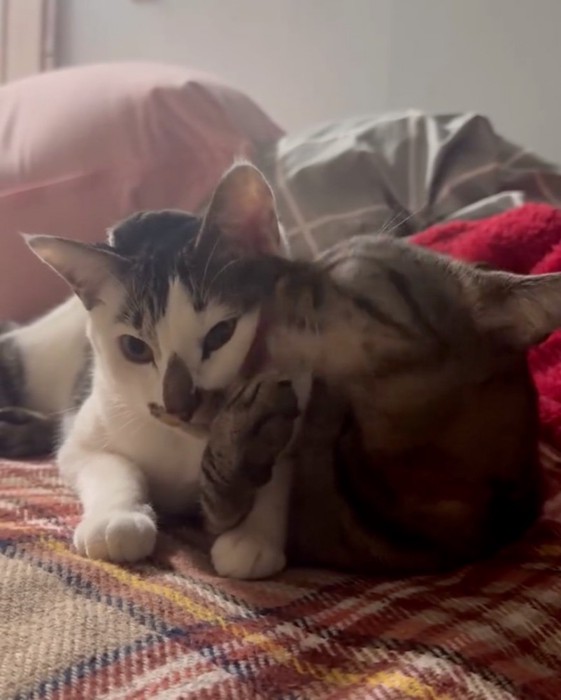 お手入れする猫