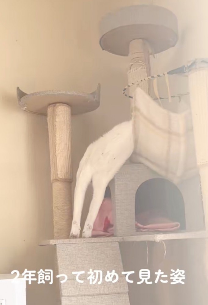 逆さまのままくつろぐ猫