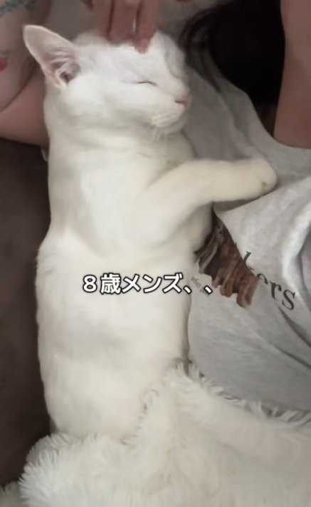 こちょこちょされる猫