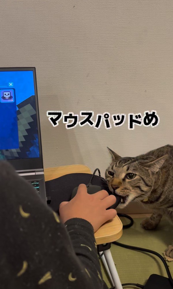 マウスパッドをかじる猫