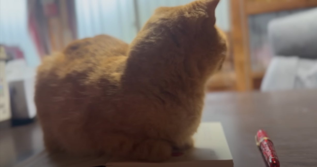 ノートの上で香箱座りをする茶トラ