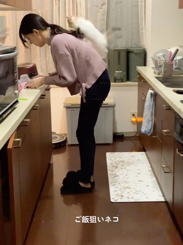 人の背中に乗る子猫