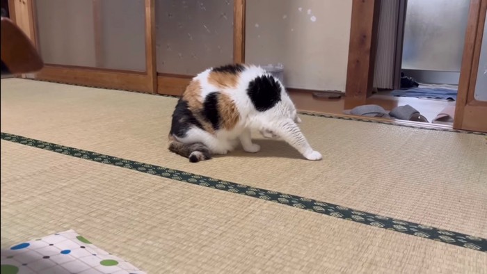 毛づくろいを始めた猫