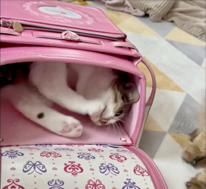 ランドセルの中で寝転ぶ猫