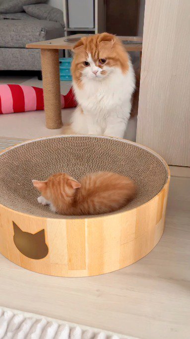 ダンボールのベッドの上に寝転がる子猫