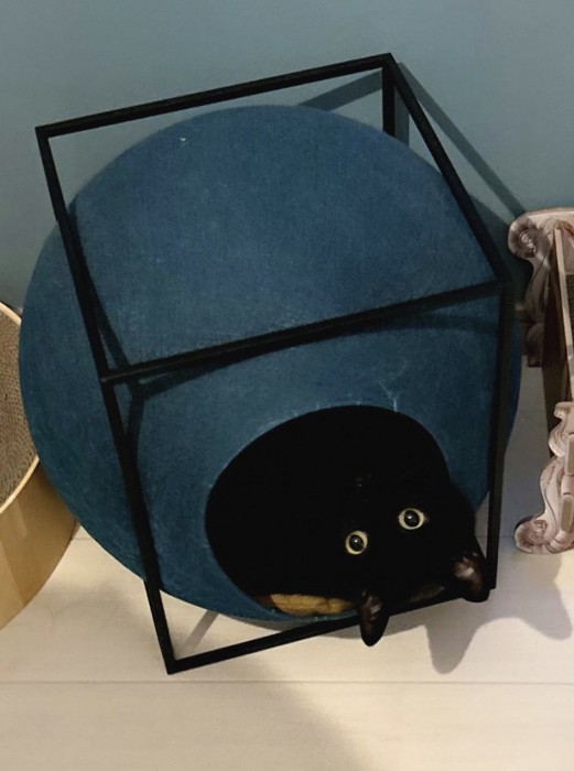 猫ハウスから顔を出す猫