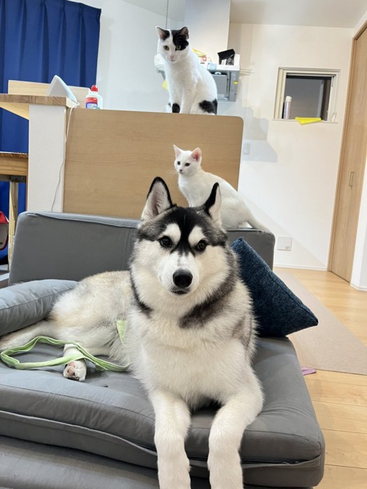 手前にシベリアンハスキー、奥に猫2匹