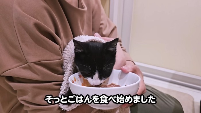 ごはんを食べる猫