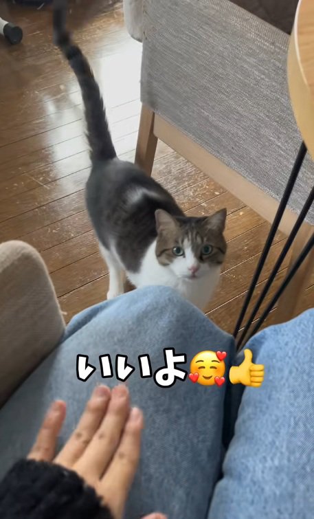 飼い主の膝を見ている猫