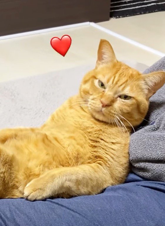 男性の膝の上で目を細める猫