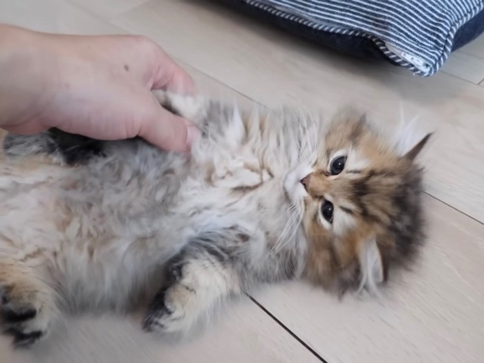 飼い主を見つめる子猫