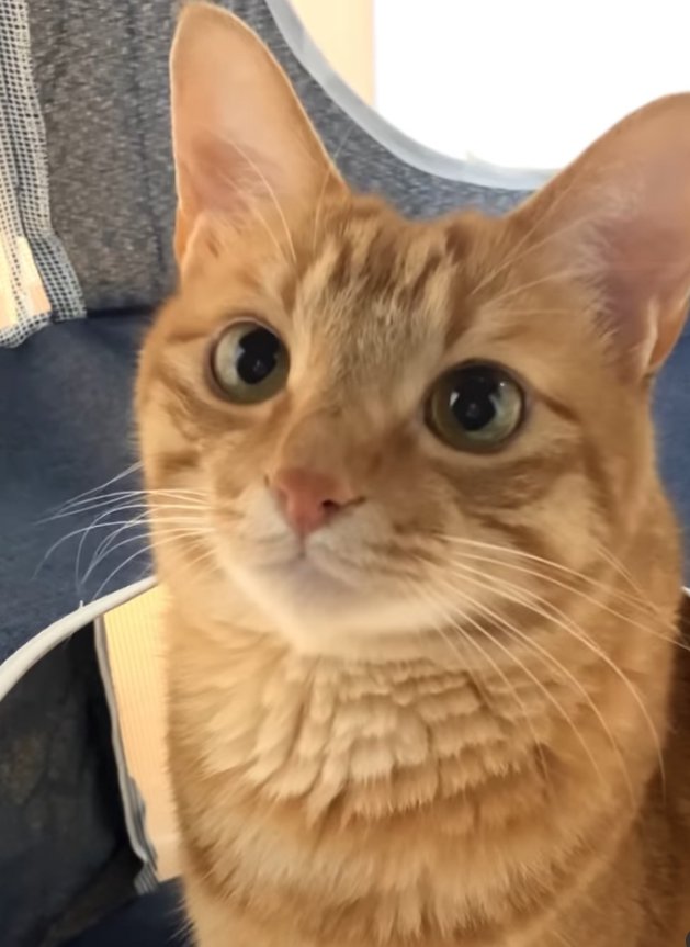 画面左側を見つめる茶トラの顔アップ