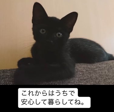 伏せの状態でカメラ目線の子猫