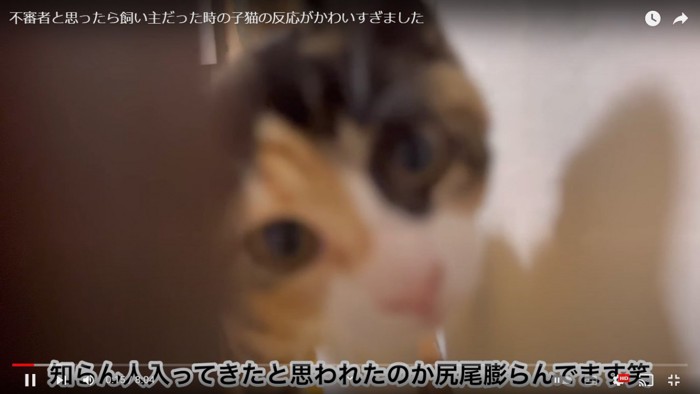 至近距離の猫