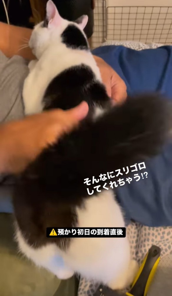 お腹の上に上半身を乗せる猫1