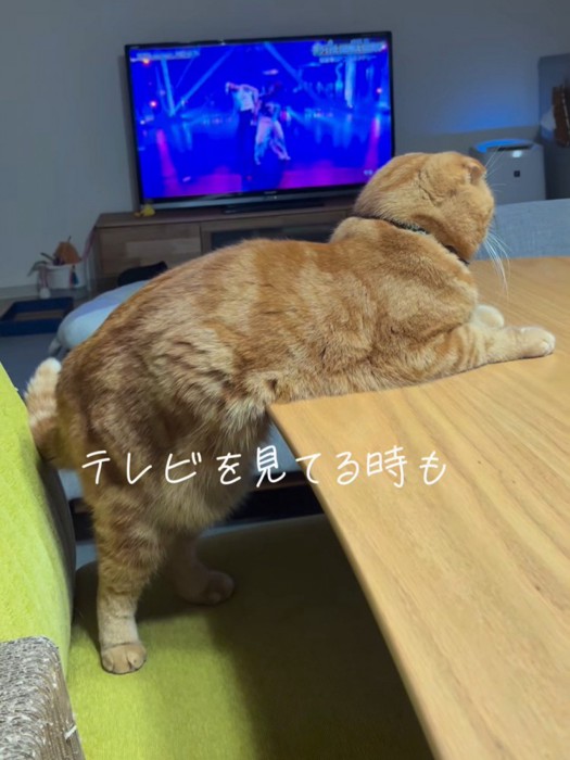 テレビを見る猫