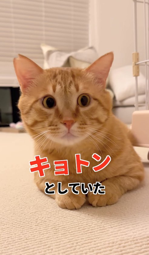 ケージ横で伏せをして画面右側を見ている猫